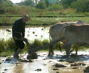 Veal Sre, Srok Khngoum