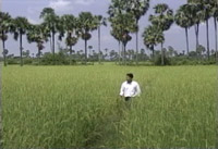 Rice-Field.